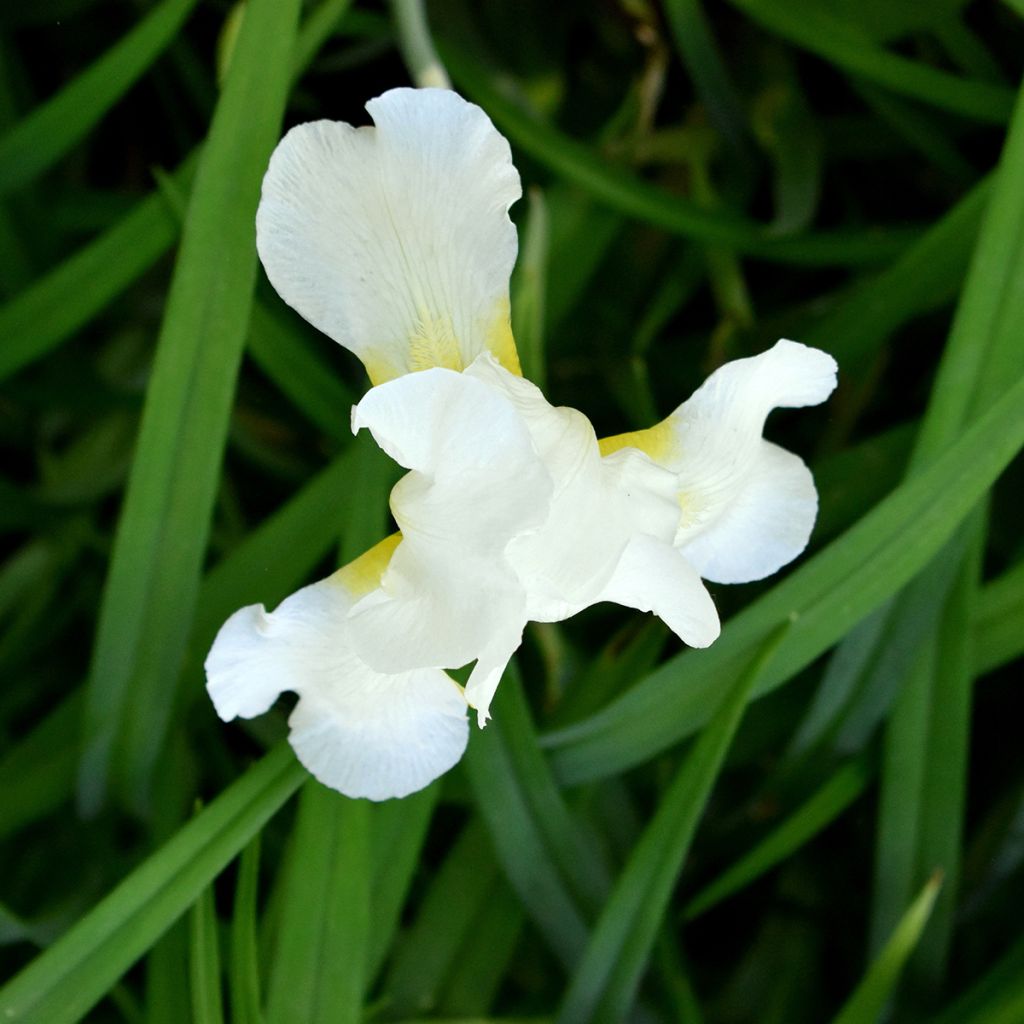 Iris sibirica Chartreuse Bounty - Giaggiolo siberiano