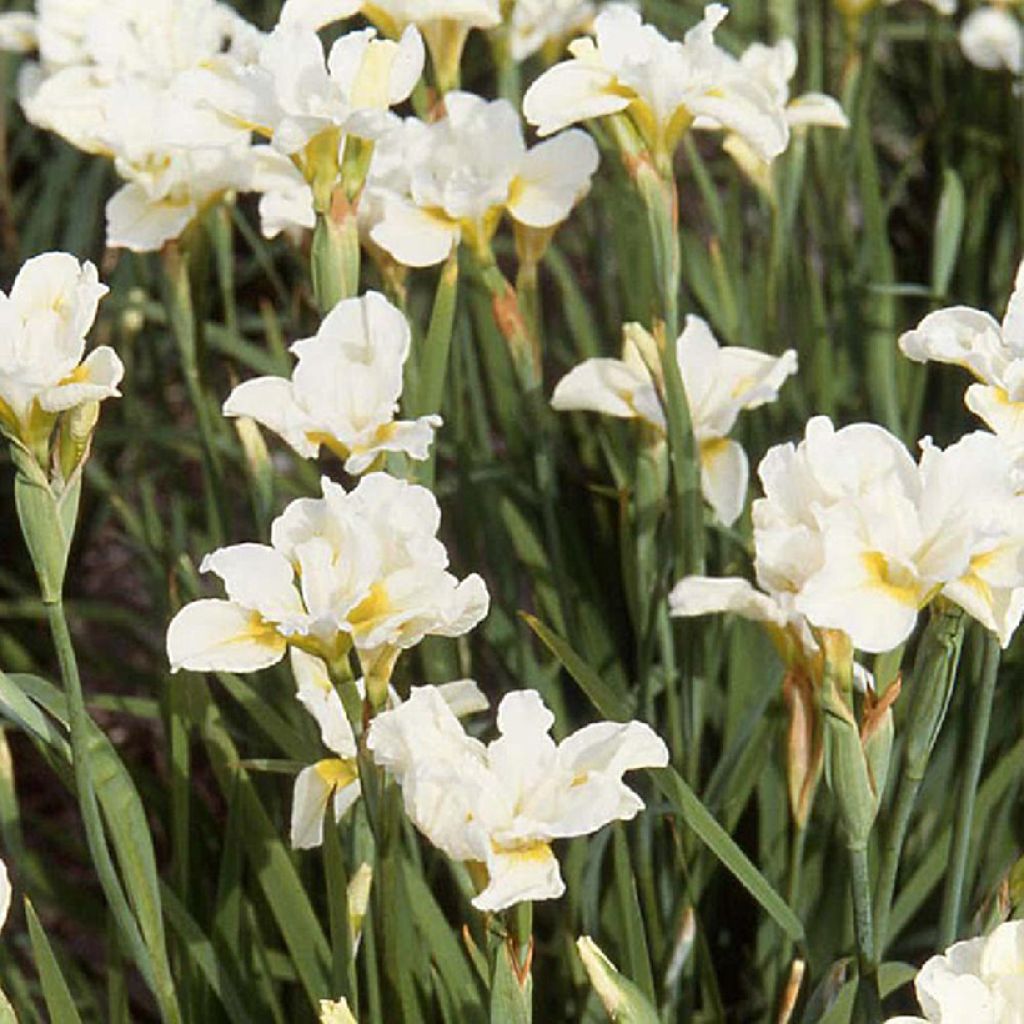 Iris sibirica Weisser Orient - Giaggiolo siberiano