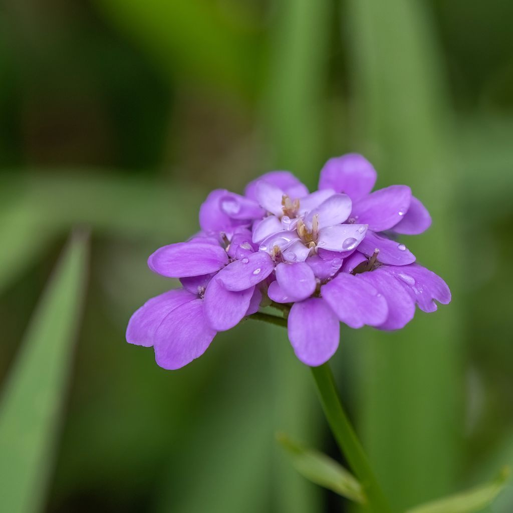 Iberis Absolutely Amethyst - Iberide rossa