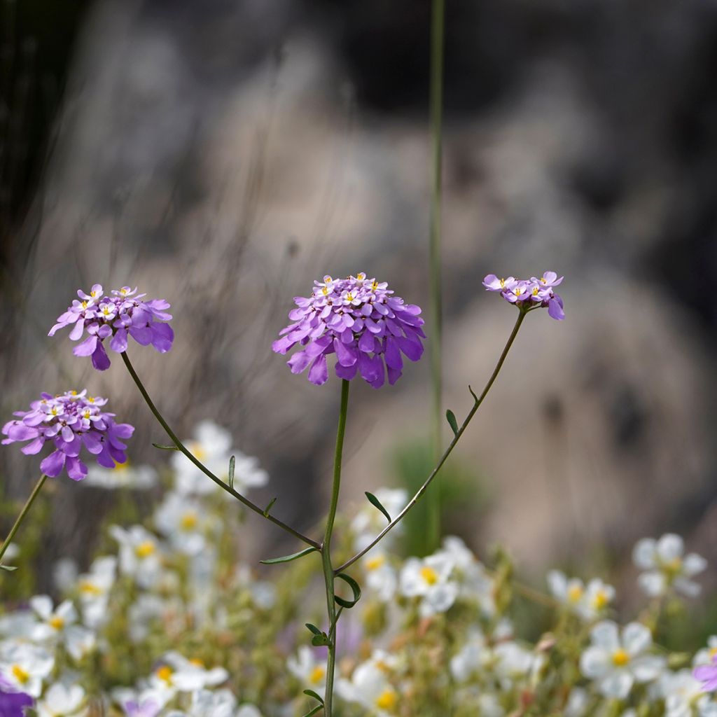 Iberis Absolutely Amethyst - Iberide rossa