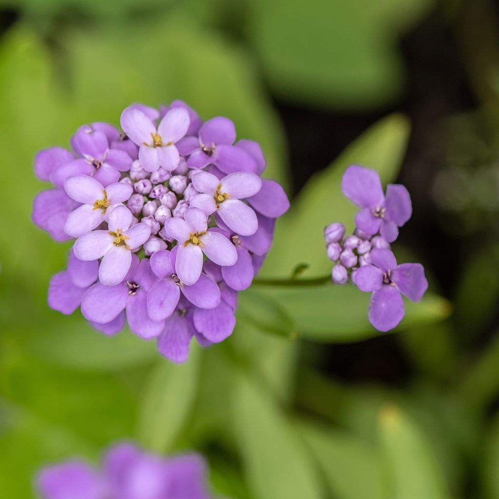 Iberis Absolutely Amethyst - Iberide rossa