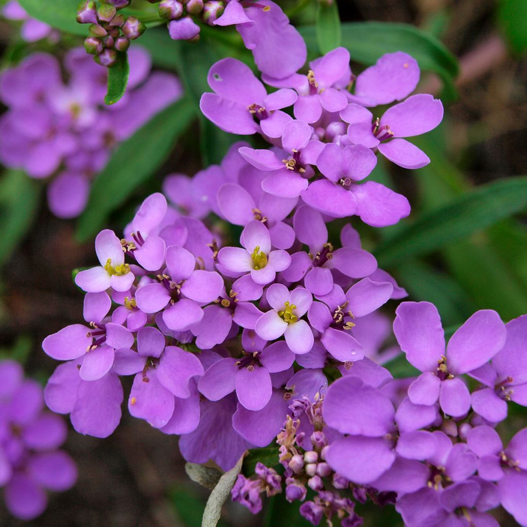 Iberis Absolutely Amethyst - Iberide rossa