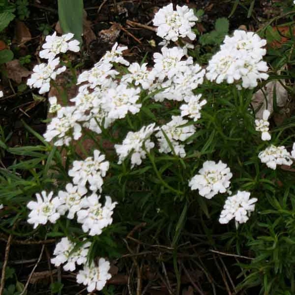 Iberis Sempervirens Snowflake