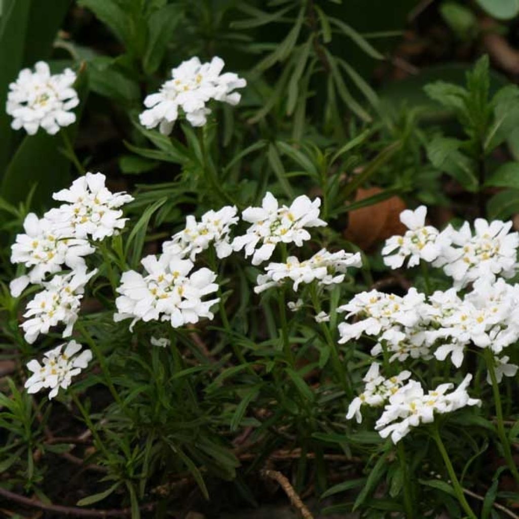 Iberis Sempervirens Snowflake