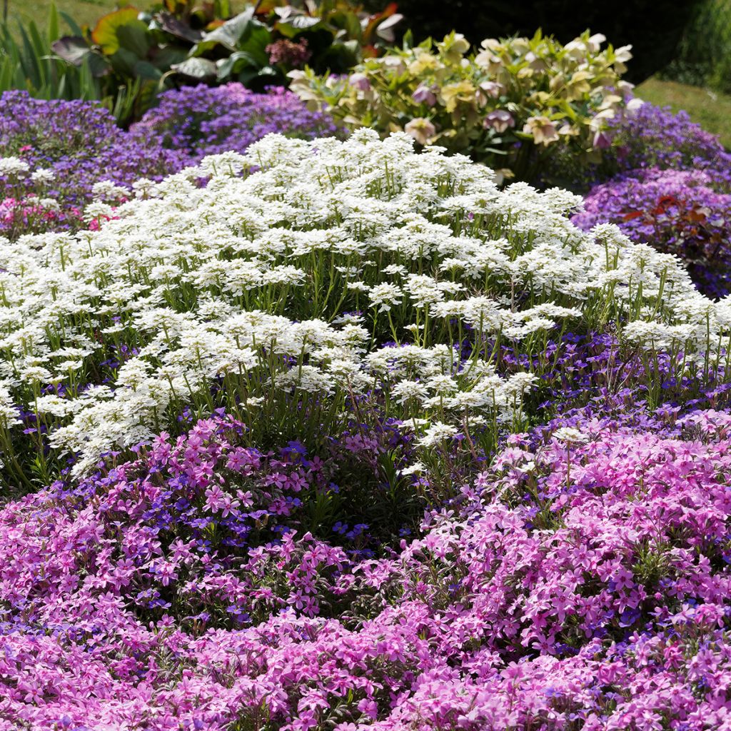 Iberis sempervirens Snowflake - Iberide sempreverde