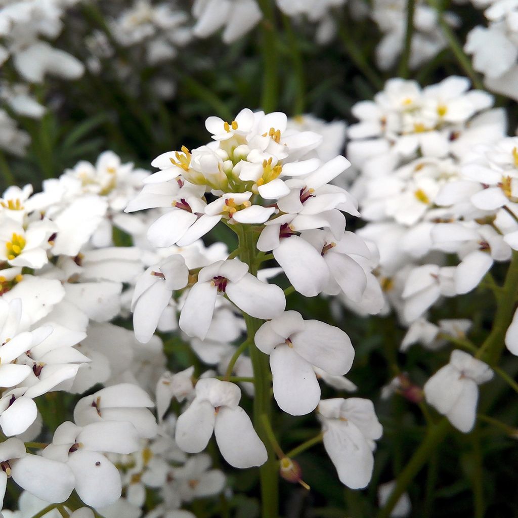 Iberis sempervirens Snowflake - Iberide sempreverde