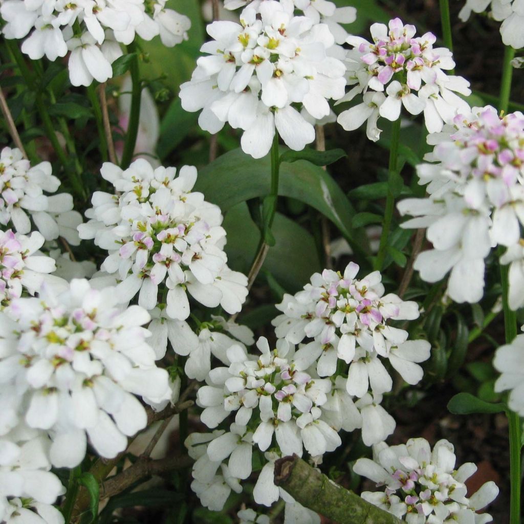 Iberis sempervirens - Iberide sempreverde