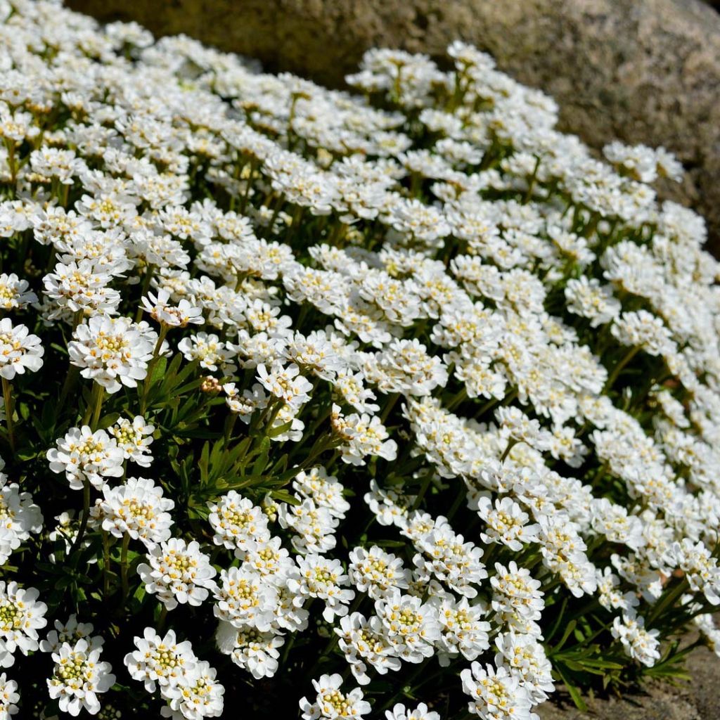 Iberis sempervirens - Iberide sempreverde