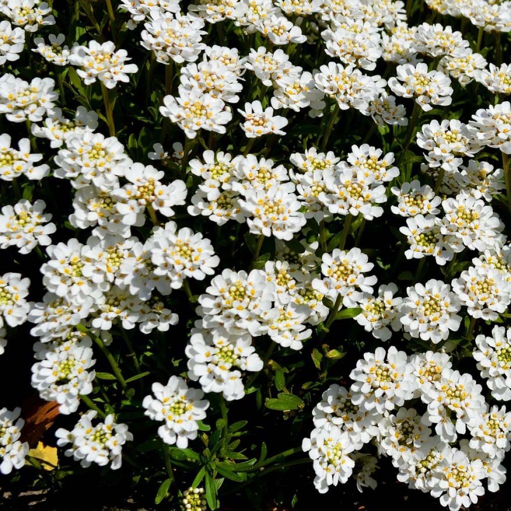 Iberis sempervirens - Iberide sempreverde