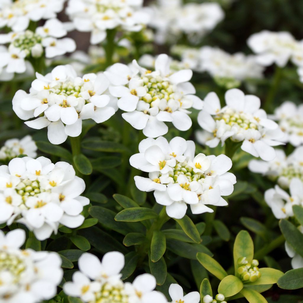 Iberis sempervirens Alexander White - Iberide sempreverde