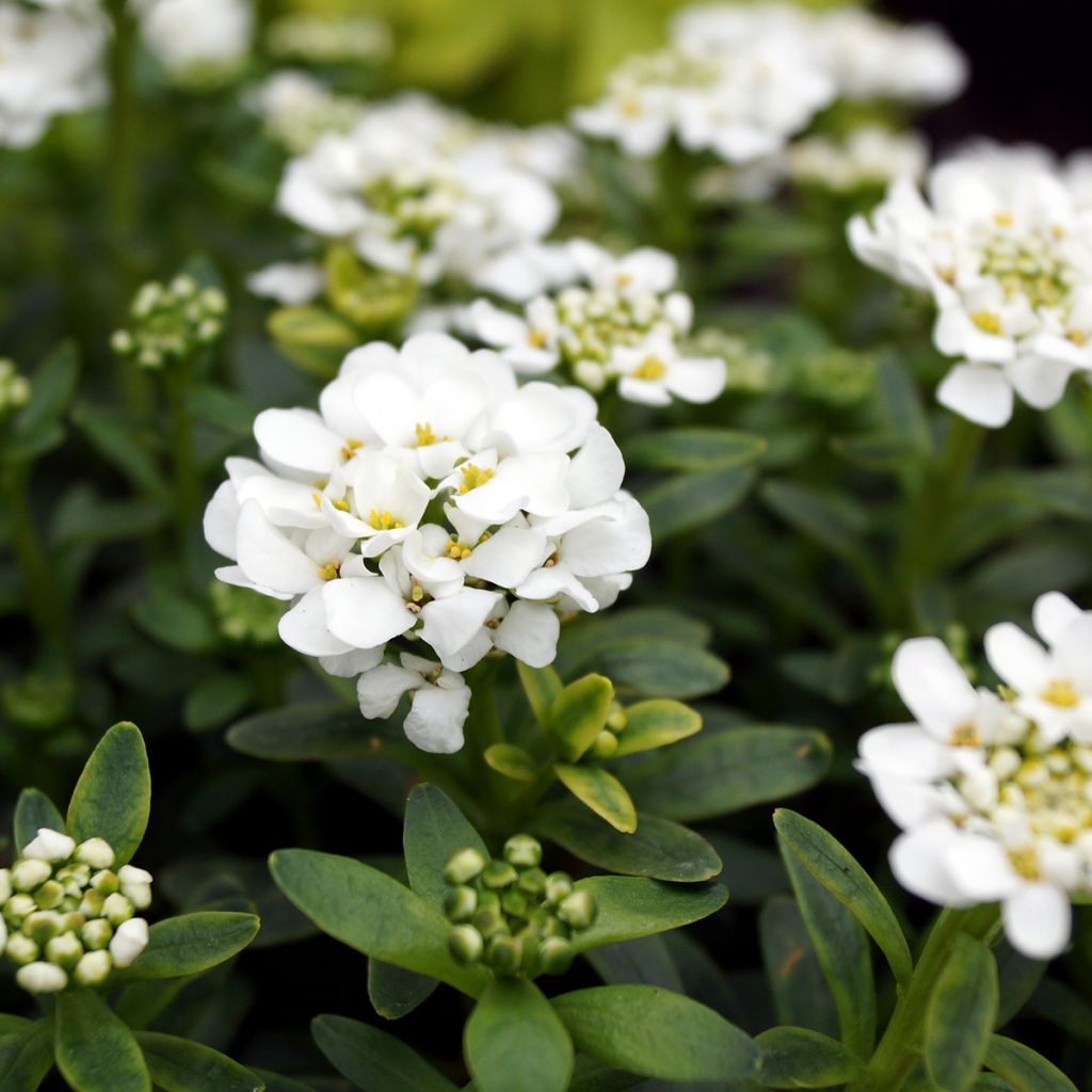 Iberis sempervirens Alexander White - Iberide sempreverde