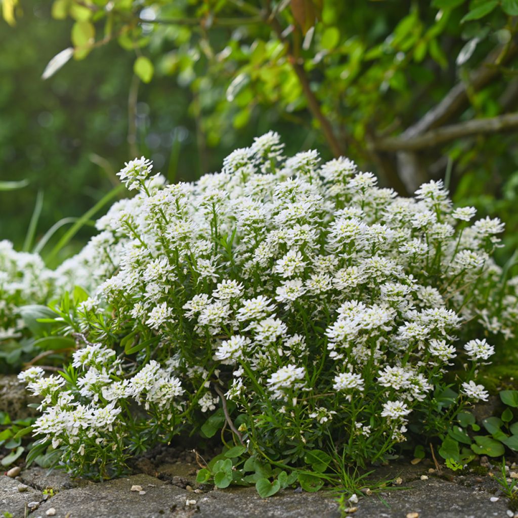 Iberis sempervirens Alexander White - Iberide sempreverde