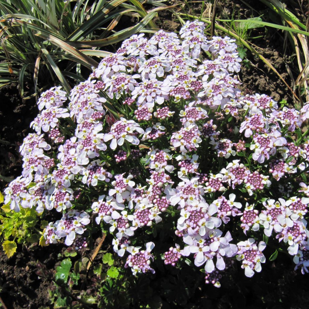 Iberis sempervirens Pink Ice® - Corbeille d'Argent