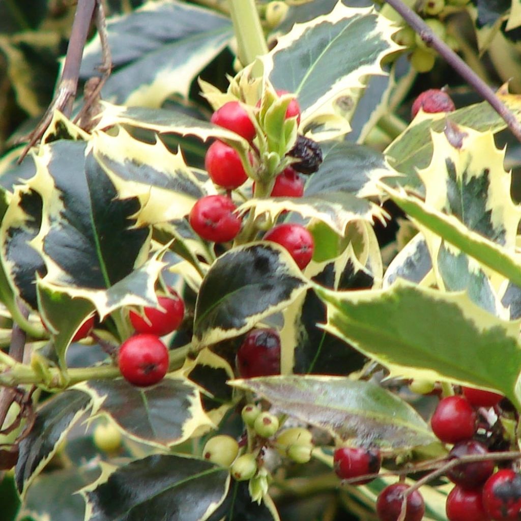 Ilex aquifolium Madame Briot - Houx panaché