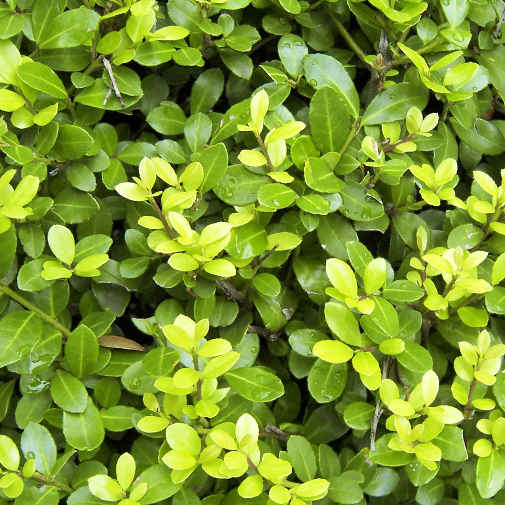 Houx crénelé - Ilex crenata Blondie