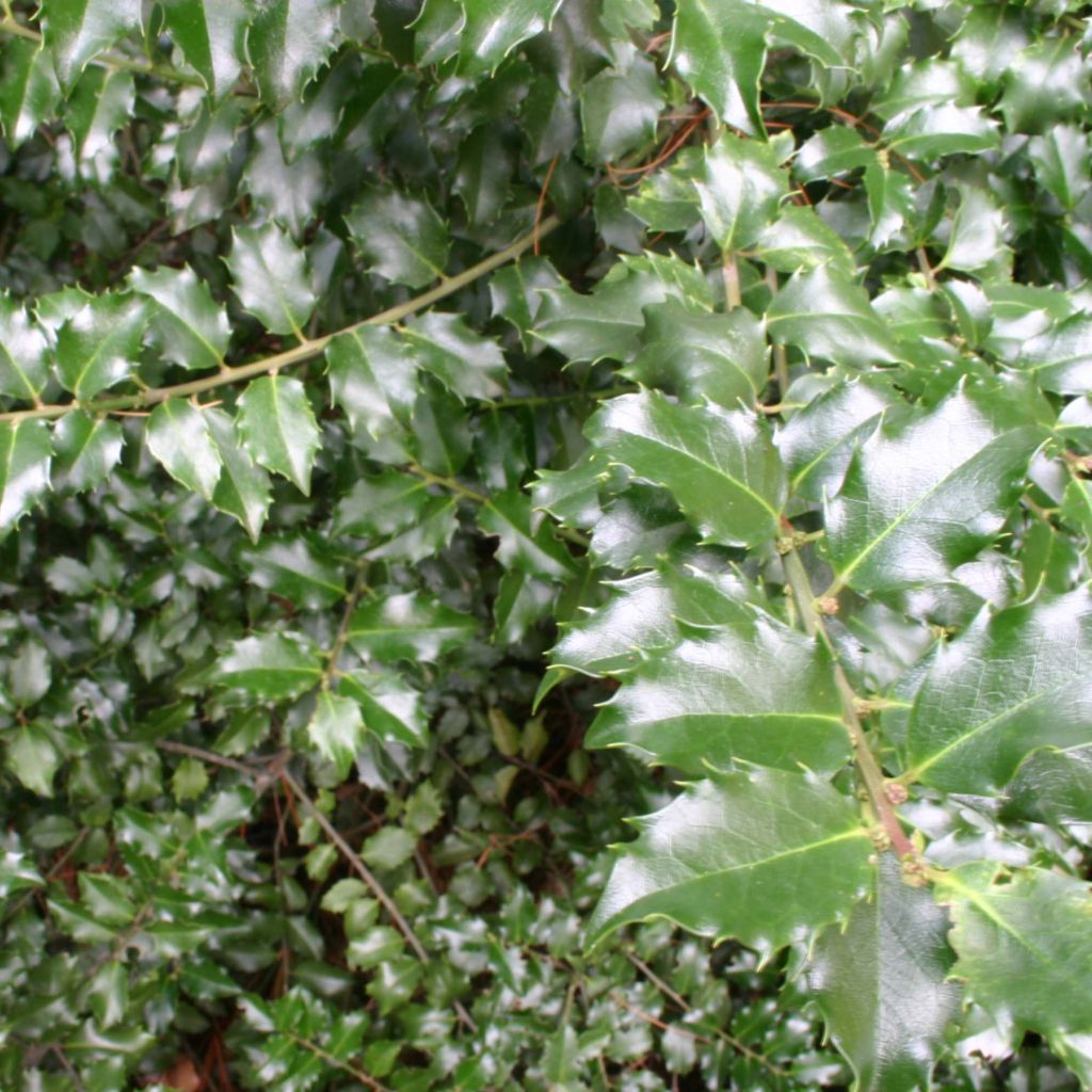 Houx hybride femelle Blue princess - Ilex meserveae 