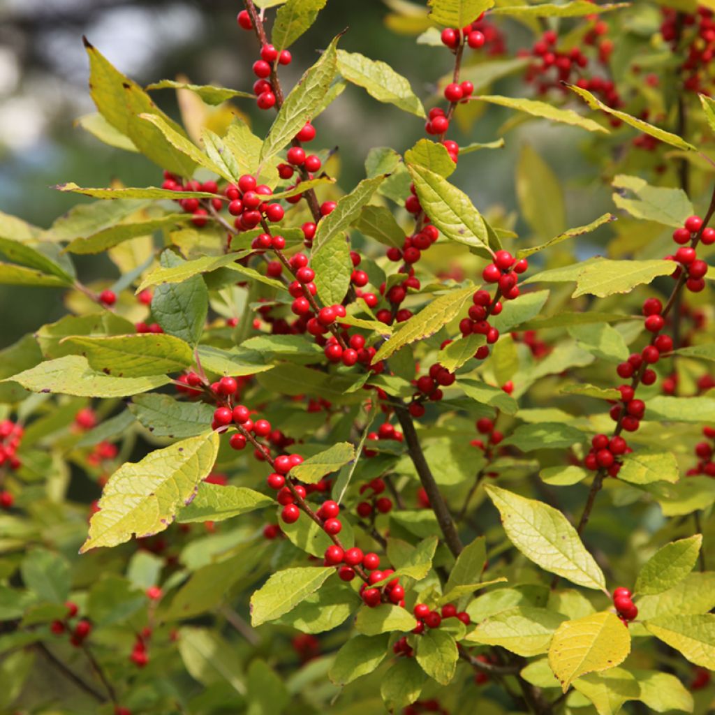 Ilex verticillata Oosterwijk (femmina)