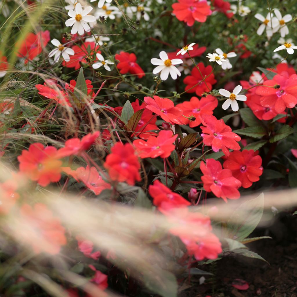 Impatiens Sunpatiens Compact Red - Fiore di vetro