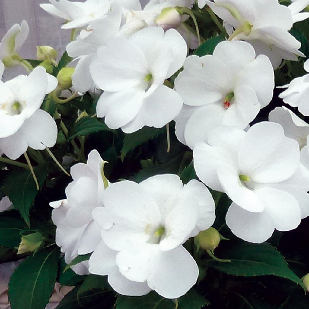 Impatiens SunPatiens Vigorous Clear White - Fiore di vetro