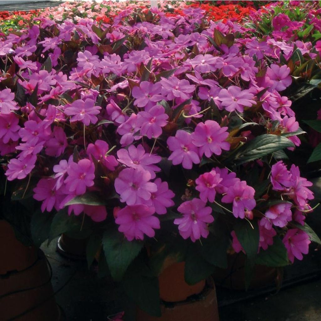 Impatiens SunPatiens Vigorous Lavender Mini-mottes