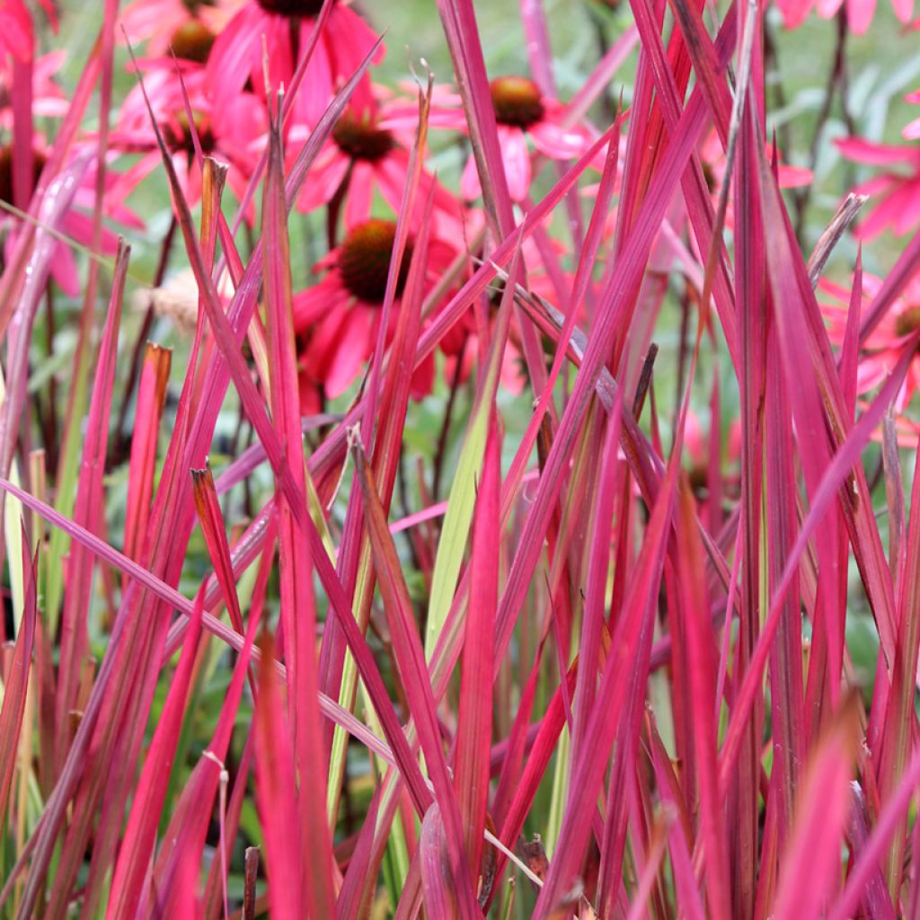 Imperata cylindrica Red Baron