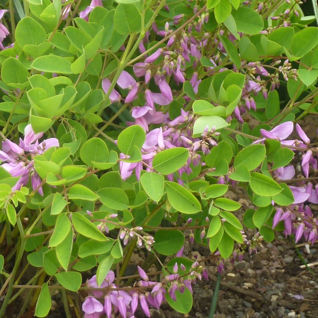 Indigofera kirilowii - Indigotier de Kirilov