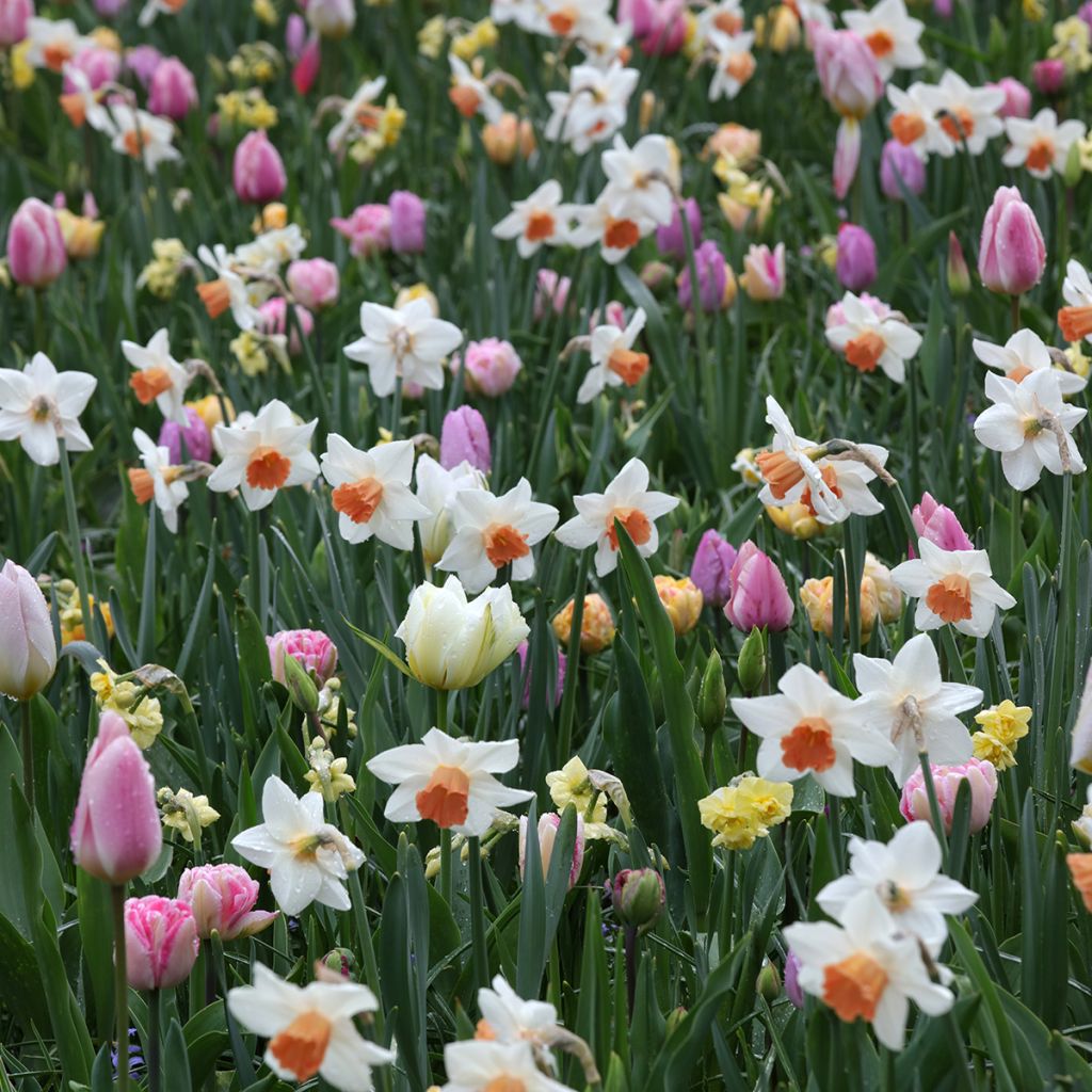 Ispirazione bulbi primaverili Camaïeu Tendresse