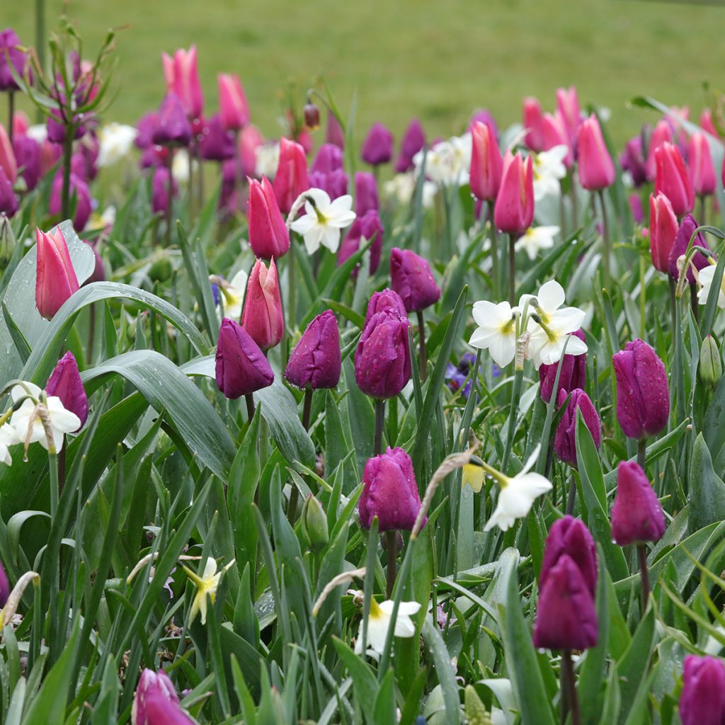 Ispirazione Bulbi di Primavera Viola, Rosa e Bianco