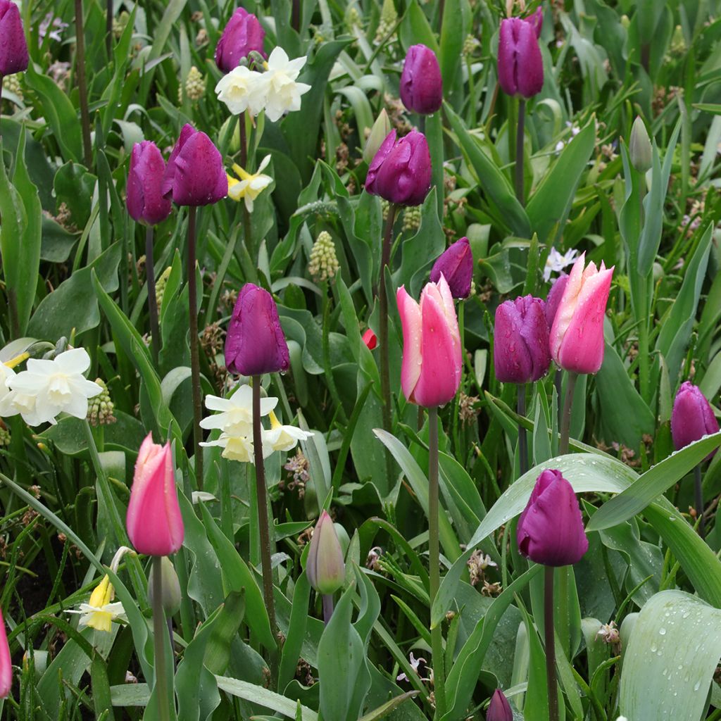 Ispirazione Bulbi di Primavera Viola, Rosa e Bianco