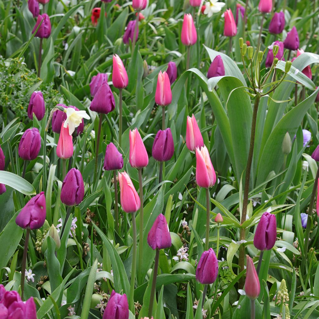 Ispirazione Bulbi di Primavera Viola, Rosa e Bianco