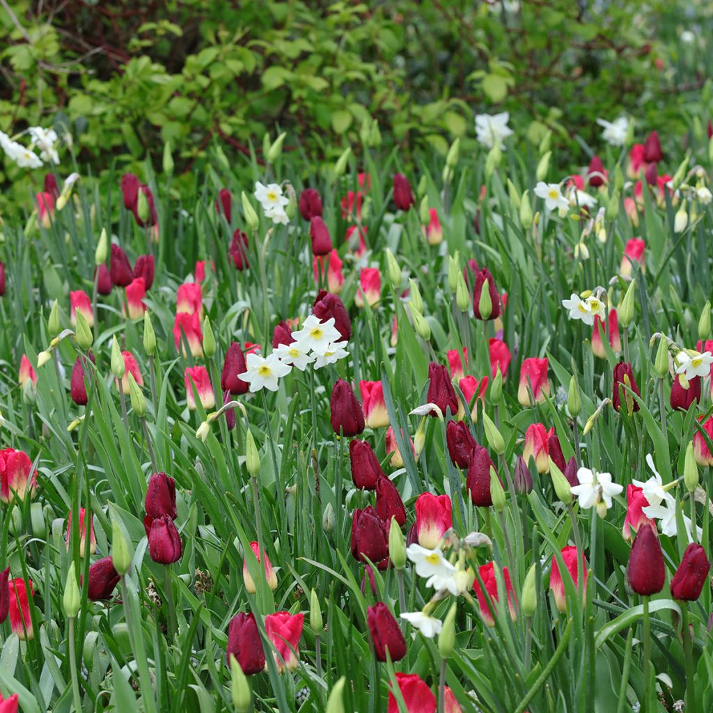 Ispirazione Bulbi primaverili viola, rosso e bianco