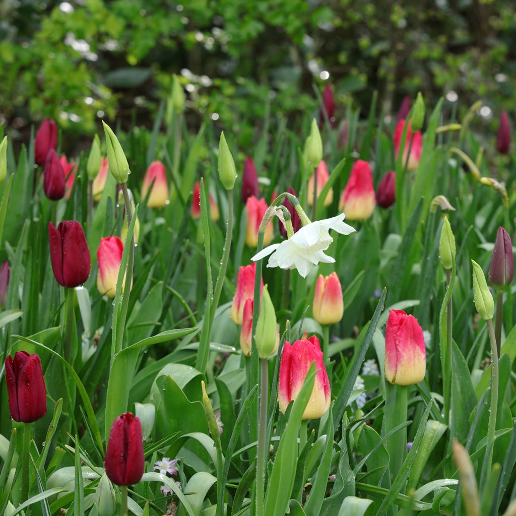 Ispirazione Bulbi primaverili viola, rosso e bianco