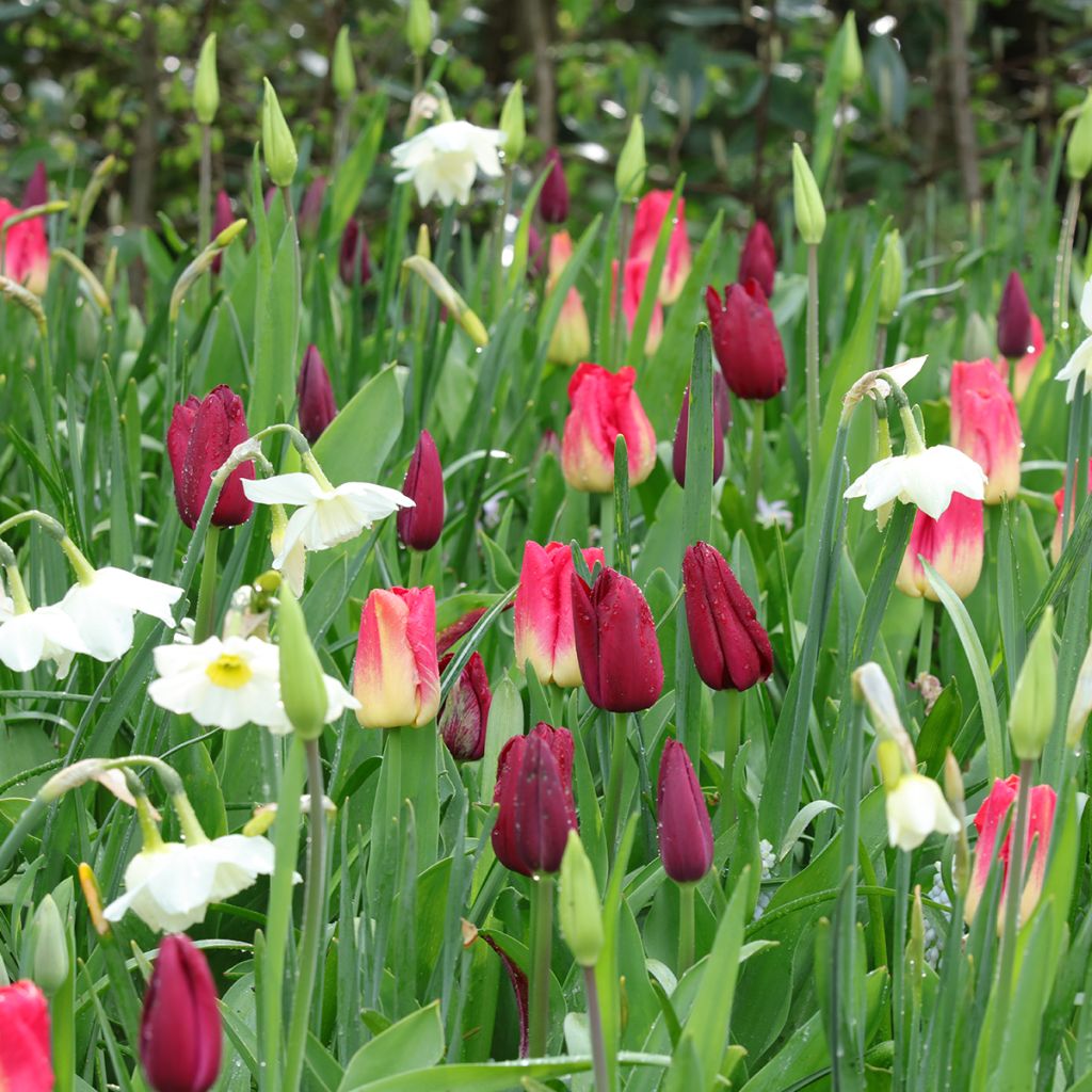 Ispirazione Bulbi primaverili viola, rosso e bianco