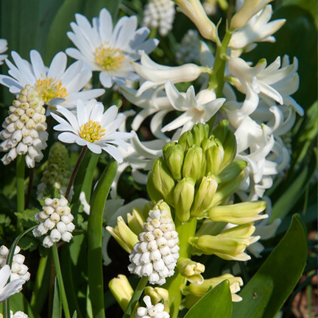 Ispirazione piccoli bulbi primaverili a fioritura bianca