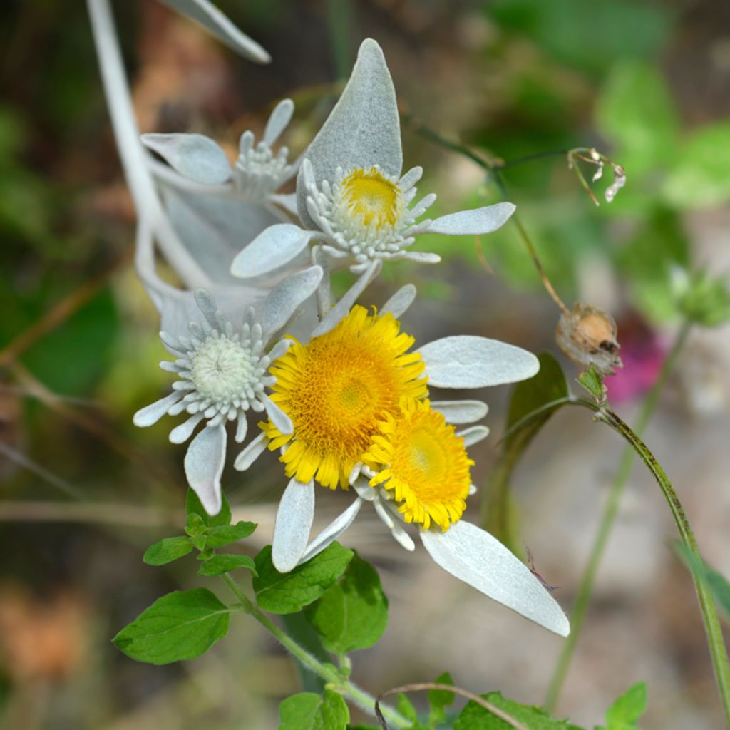 Inula candida subsp. verbascifolia - Enula candida