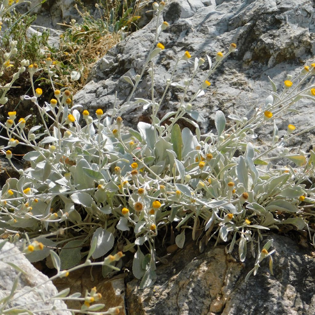 Inula candida subsp. verbascifolia - Enula candida