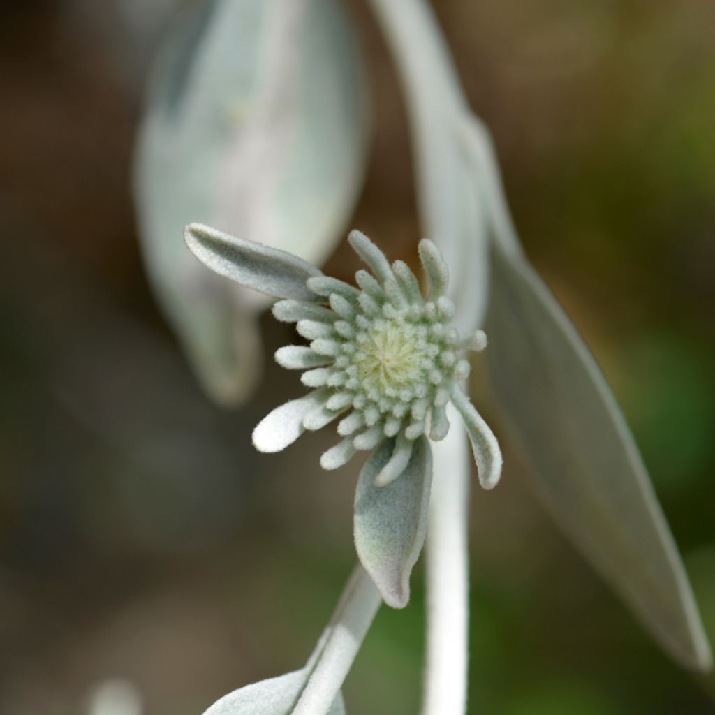 Inula candida subsp. verbascifolia - Enula candida