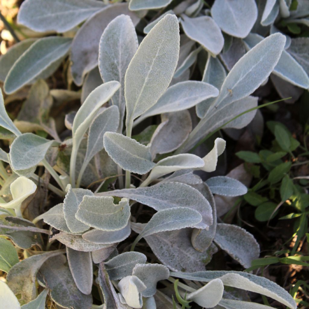 Inula candida subsp. verbascifolia - Enula candida