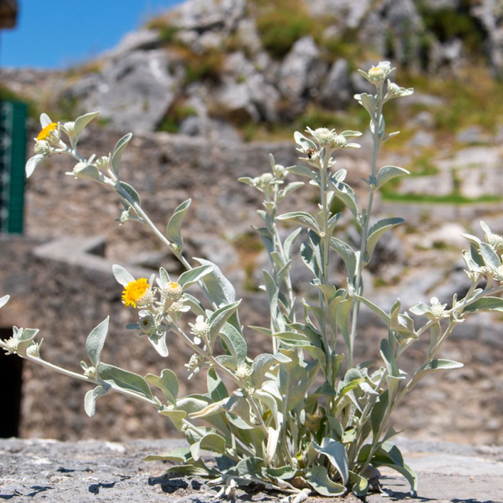 Inula candida subsp. verbascifolia - Enula candida