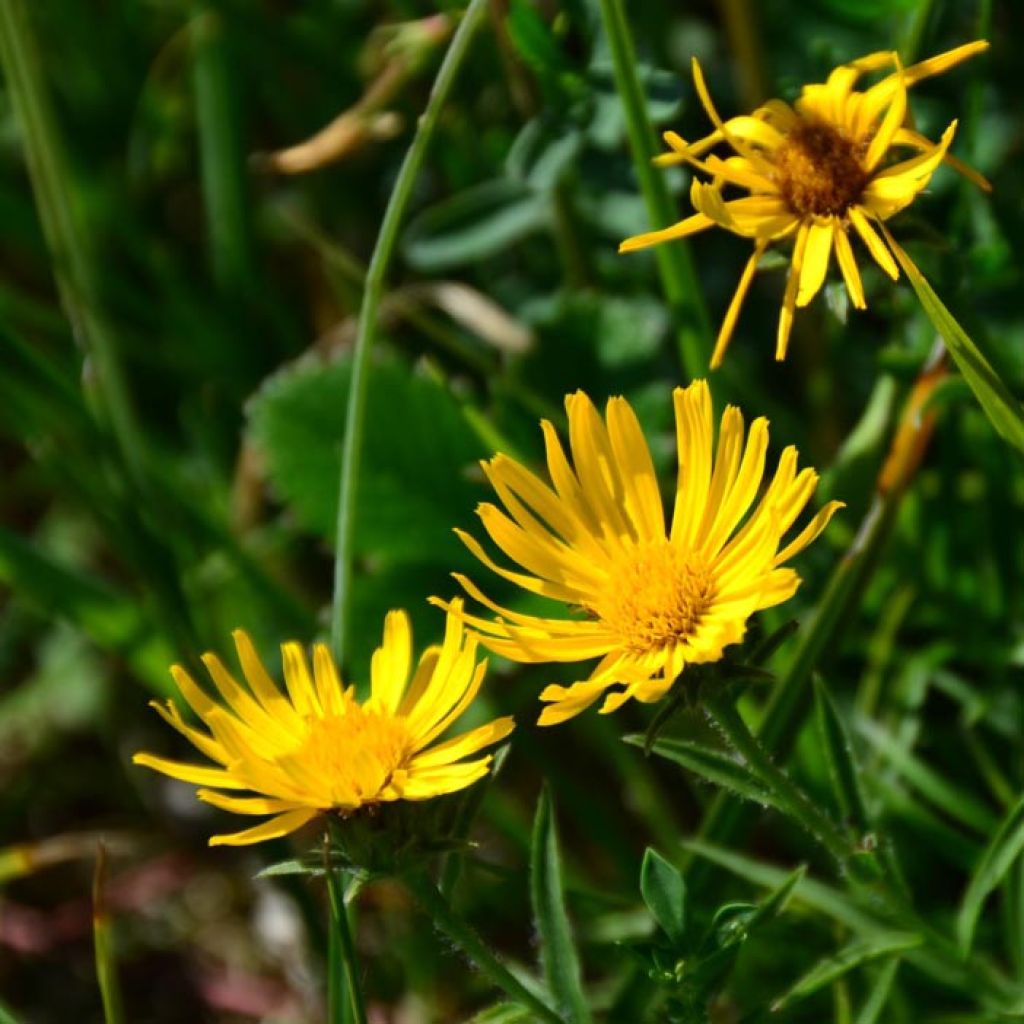 Inula ensifolia - Aunée à feuilles récurvées