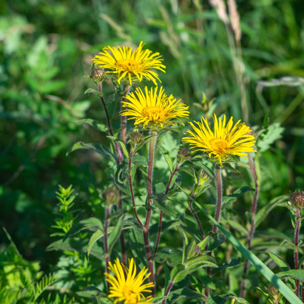 Inula ensifolia - Enula assottigliata