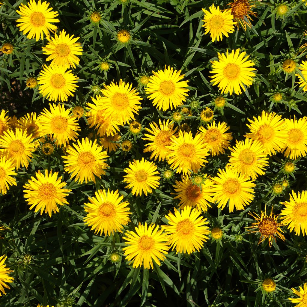 Inula ensifolia - Enula assottigliata