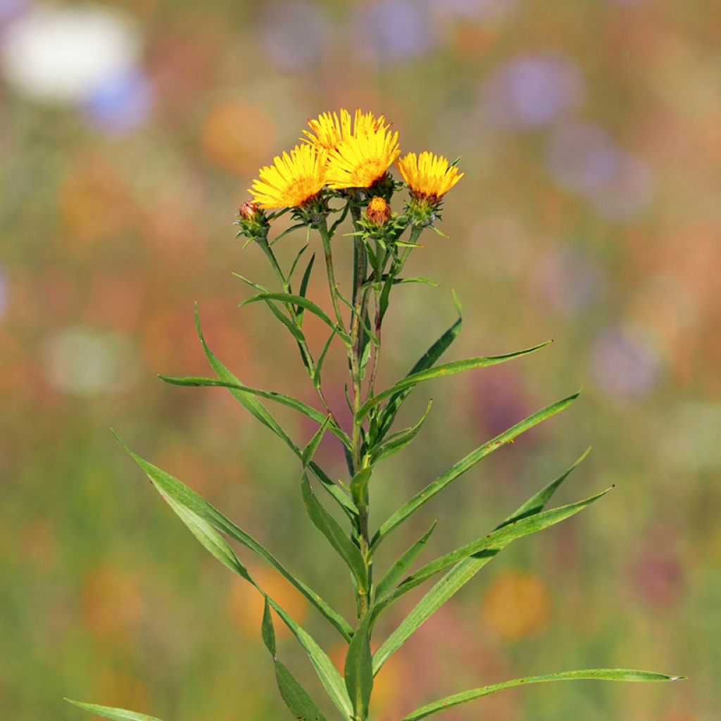 Inula ensifolia - Enula assottigliata