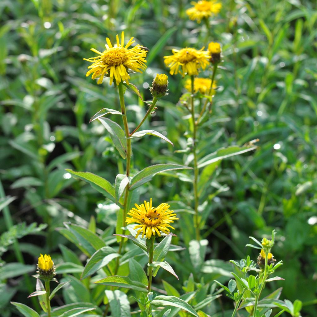 Inula ensifolia - Enula assottigliata