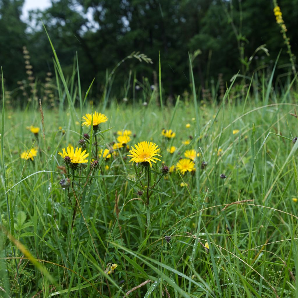 Inula ensifolia - Enula assottigliata