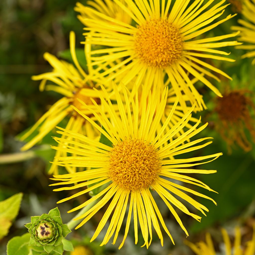 Inula helenium - Enula campana