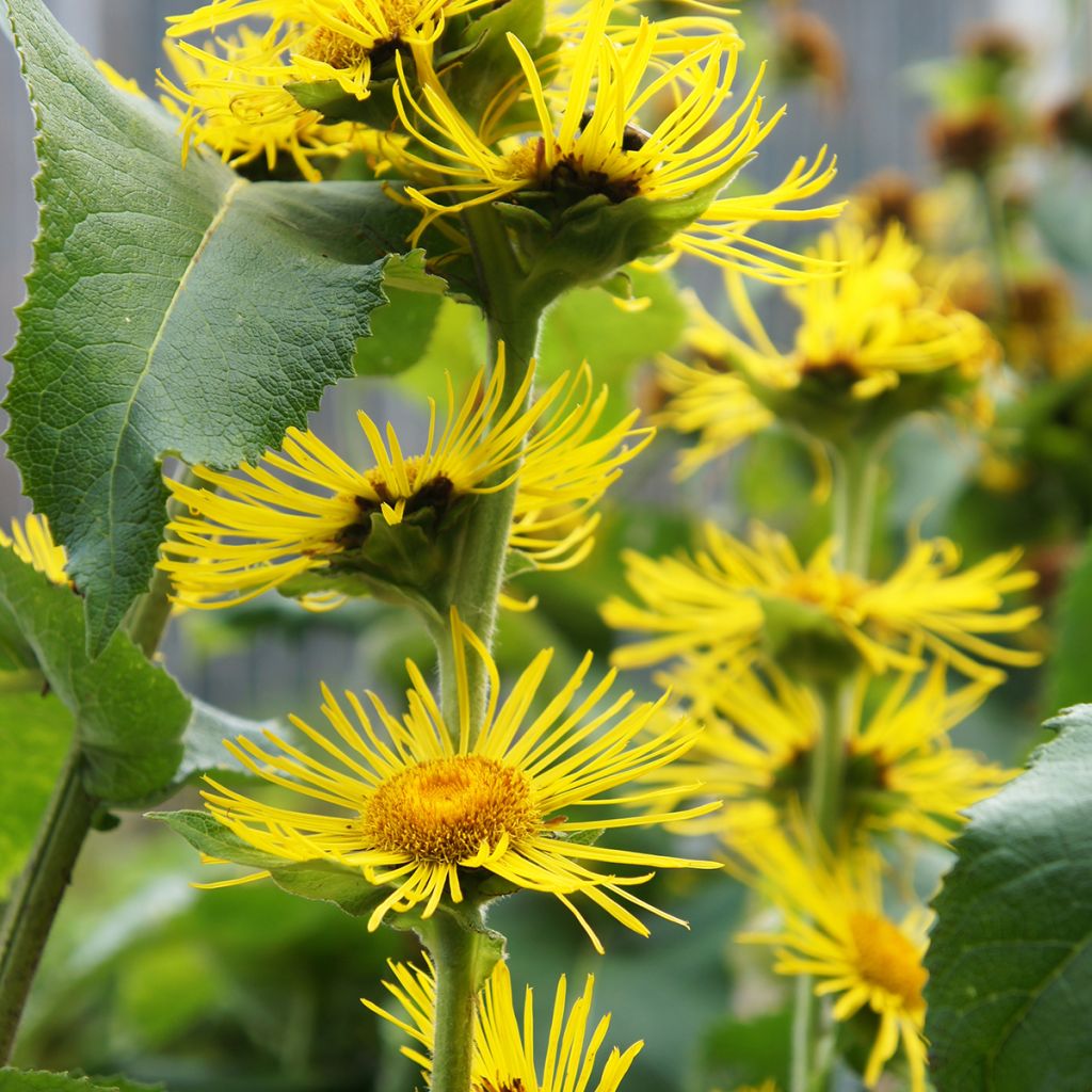 Inula helenium - Enula campana