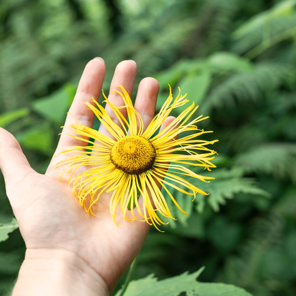 Inula helenium - Enula campana