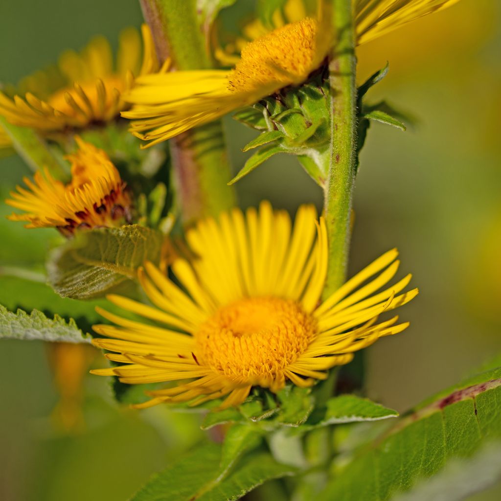 Inula helenium - Enula campana