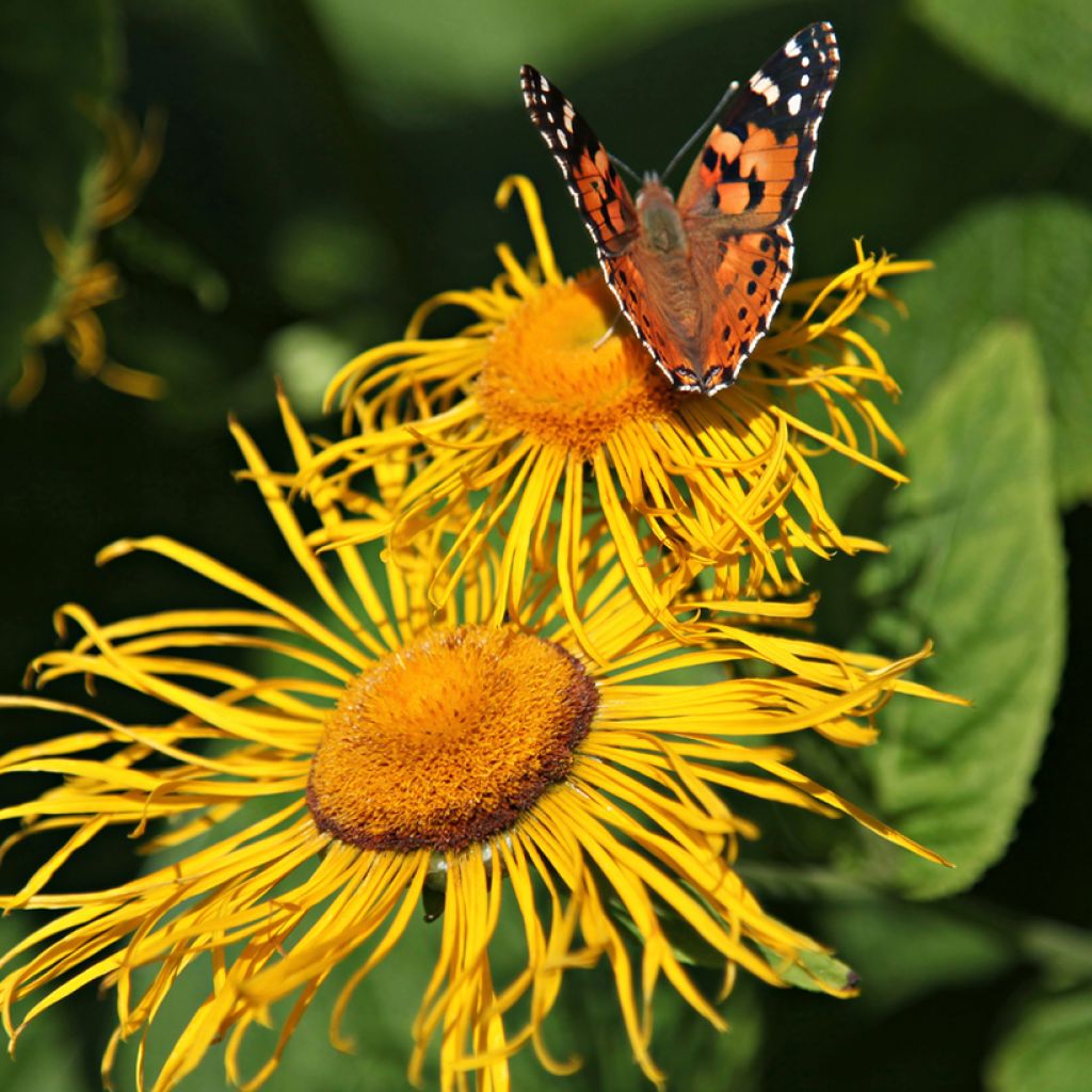 Inula helenium - Enula campana